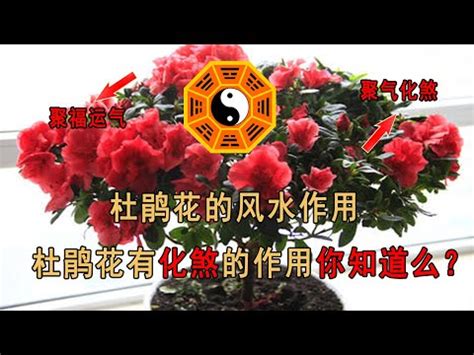 杜鵑花風水|杜鵑花擺放位置全攻略